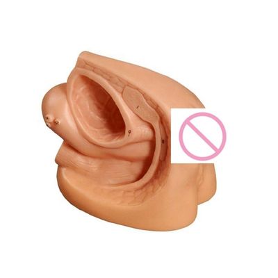 Modelo de enseñanza de anatomía genital masculina para la formación de cateterismo maniquí educativo
