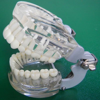 Modelos de formación en odontología Transparente adulto estándar Columna dental modelo tamaño estándar