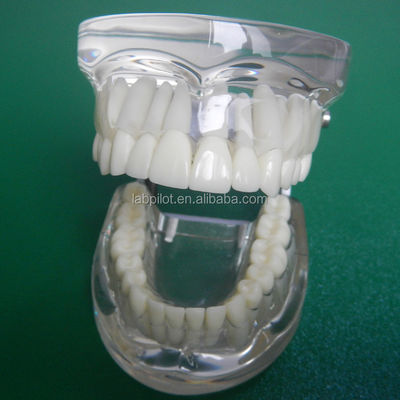 Modelos de formación en odontología Transparente adulto estándar Columna dental modelo tamaño estándar