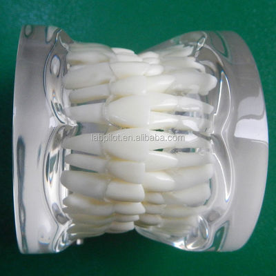 Modelos de formación en odontología Transparente adulto estándar Columna dental modelo tamaño estándar