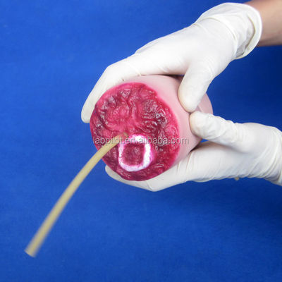 Modelo avanzado de PVC de hemorragia por traumatismo de extremidad superior y brazo amputado para la ciencia médica
