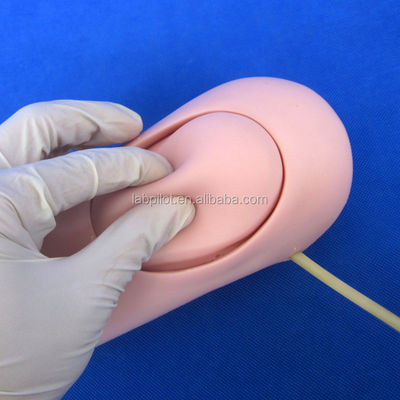 Modelo avanzado de PVC de hemorragia por traumatismo de extremidad superior y brazo amputado para la ciencia médica