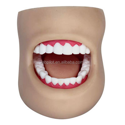 Modelo de cuidado dental de plástico de tamaño humano con cara y lengua