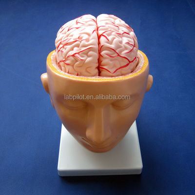 La escuela de biología exhibe un modelo del cerebro tamaño de la vida humana con arterias y cabeza PVC avanzado