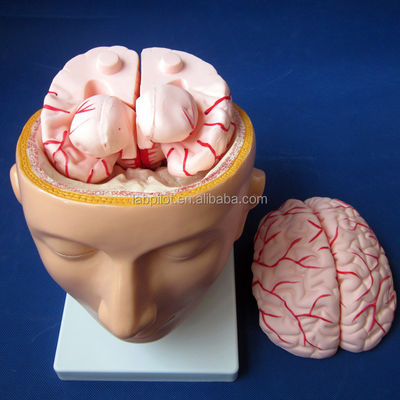 La escuela de biología exhibe un modelo del cerebro tamaño de la vida humana con arterias y cabeza PVC avanzado