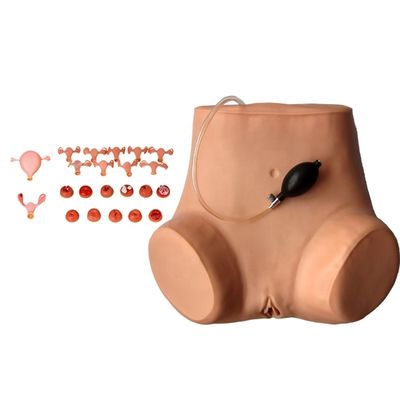 Maniquí para ginecólogo multifuncional Formación de enfermería Modelo de examen vaginal