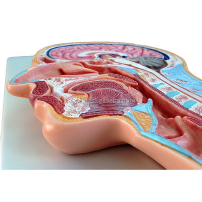 Categorías Modelo de anatomía del sistema nervioso Modelo de cabeza y cerebro seccionados medianos para hospitales