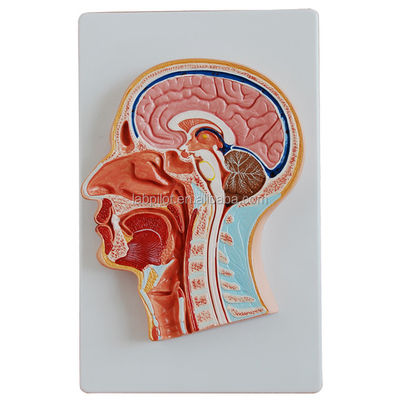 Categorías Modelo de anatomía del sistema nervioso Modelo de cabeza y cerebro seccionados medianos para hospitales