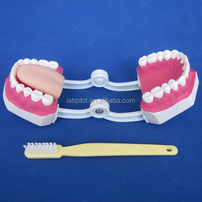 Modelo Dental de Tamaño de Vida Humana 28 Dientes Modelo de cepillado dental para la enseñanza del jardín de infantes