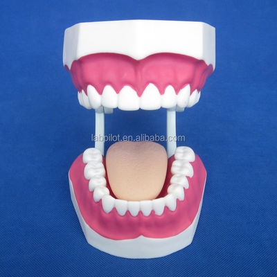 Modelo Dental de Tamaño de Vida Humana 28 Dientes Modelo de cepillado dental para la enseñanza del jardín de infantes