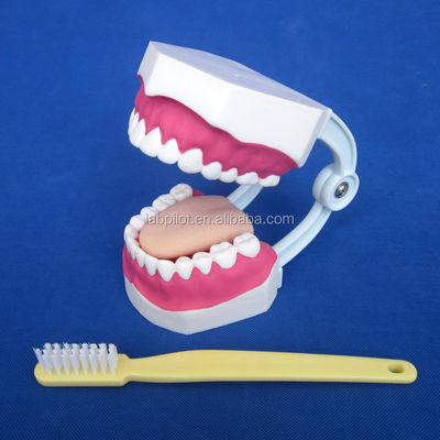 Modelo Dental de Tamaño de Vida Humana 28 Dientes Modelo de cepillado dental para la enseñanza del jardín de infantes
