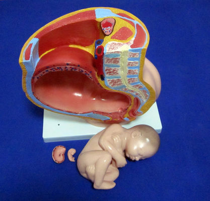 Modelo de Ciencias Médicas Pelvis Femenino Feto Útero y embrión en la semana 40 de embarazo