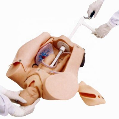 Simulador de demostración del parto para formación en ciencias médicas y desarrollo de habilidades