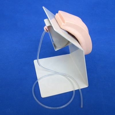 Asunto Ciencias Médicas Viva Formación de genitales femeninos Modelo de vejiga para cateterismo
