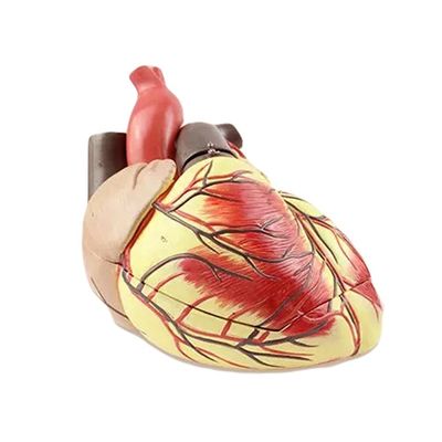 Modelo de enseñanza de biología humana Corazón Jumbo avanzado para la educación en ciencias médicas