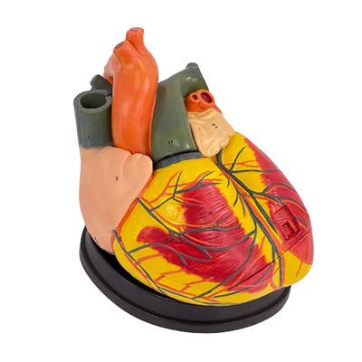 Modelo de enseñanza de biología humana Corazón Jumbo avanzado para la educación en ciencias médicas