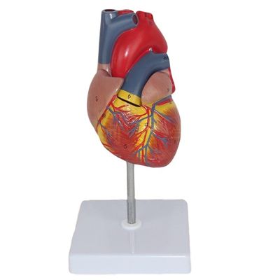 Anatomía médica Modelo plástico del corazón humano para demostración anatómica en clínicas
