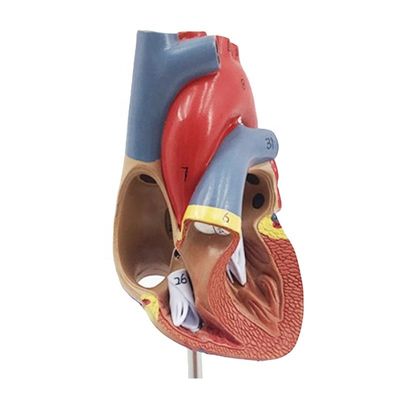 Anatomía médica Modelo plástico del corazón humano para demostración anatómica en clínicas