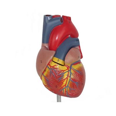 Anatomía médica Modelo plástico del corazón humano para demostración anatómica en clínicas
