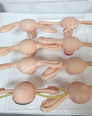 Simulador de útero para el modelo de anatomía ginecológica utilizado en enfermería-maternidad y maternidad