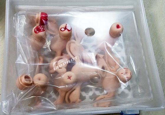 Simulador de útero para el modelo de anatomía ginecológica utilizado en enfermería-maternidad y maternidad
