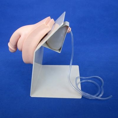 Maniquí humano realista para la demostración de cateterismo en pacientes femeninos y masculinos