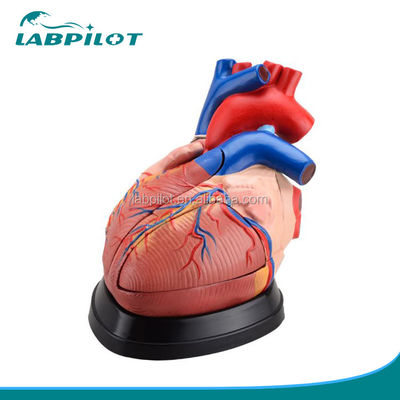 Modelo 3D de anatomía del corazón humano para demostración anatómica 3 veces ampliado 5 partes