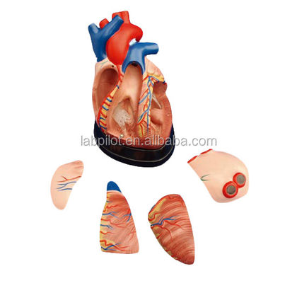 Modelo 3D de anatomía del corazón humano para demostración anatómica 3 veces ampliado 5 partes
