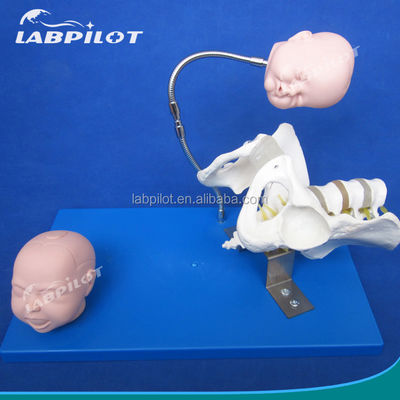 Pelvis vivo y cabezas fetales Modelo avanzado de PVC para la demostración de habilidades de parto