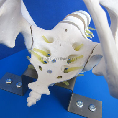 Pelvis vivo y cabezas fetales Modelo avanzado de PVC para la demostración de habilidades de parto