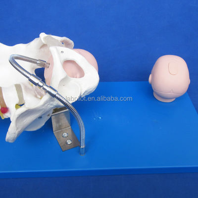 Pelvis vivo y cabezas fetales Modelo avanzado de PVC para la demostración de habilidades de parto
