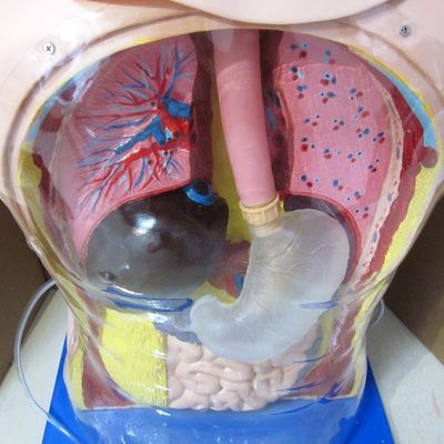 Innovador tubo nasal gástrico y traquea habilidades maniquí de enfermería con características realistas