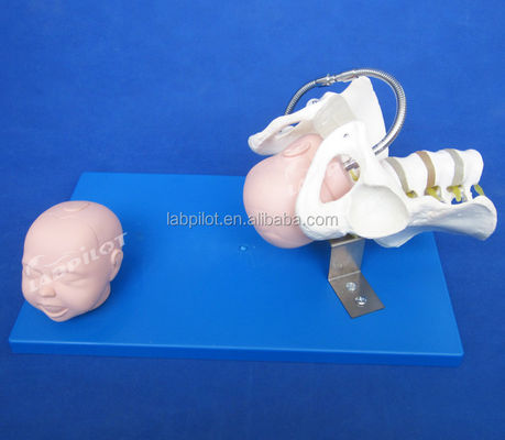 Pelvis vivo y cabezas fetales Modelo avanzado de PVC para la demostración de habilidades de parto