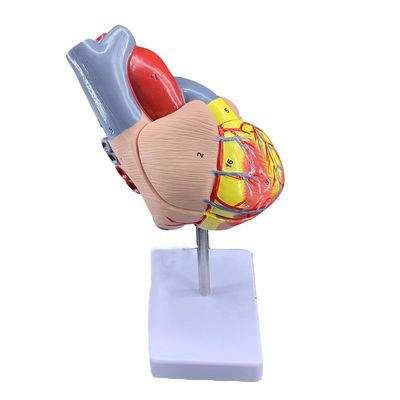 Tamaño de vida 2 partes Anatomía médica Partes del cuerpo humano Modelo de corazón para demostración