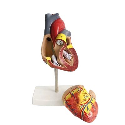 Tamaño de vida 2 partes Anatomía médica Partes del cuerpo humano Modelo de corazón para demostración