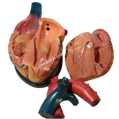 La mejor opción de los hospitales es el modelo 3D de anatomía del corazón humano para un aprendizaje detallado y preciso