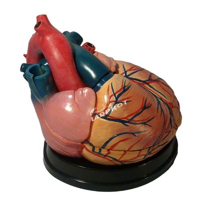 La mejor opción de los hospitales es el modelo 3D de anatomía del corazón humano para un aprendizaje detallado y preciso
