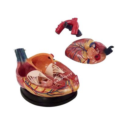 La mejor opción de los hospitales es el modelo 3D de anatomía del corazón humano para un aprendizaje detallado y preciso