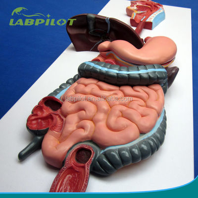 Modelo de alivio de demostración anatómica del sistema digestivo humano para la educación médica