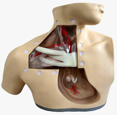 Modelos de formación en enfermería clínica Nutrición avanzada maniquí de enfermería con corazón y vena