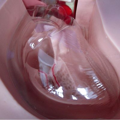 Modelos de formación en enfermería clínica Nutrición avanzada maniquí de enfermería con corazón y vena