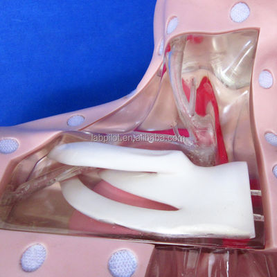 Modelos de formación en enfermería clínica Nutrición avanzada maniquí de enfermería con corazón y vena