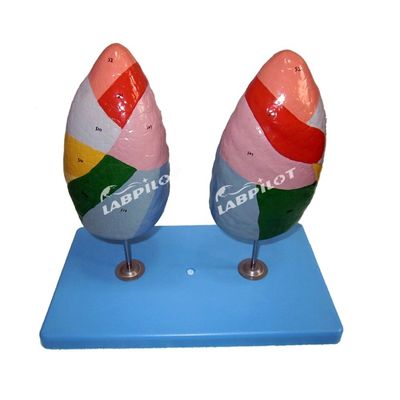 Segmentos broncopulmonares del pulmón Modelo de vida humana Tamaño para escuelas y enseñanza médica