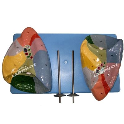 Segmentos broncopulmonares del pulmón Modelo de vida humana Tamaño para escuelas y enseñanza médica