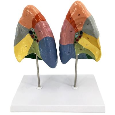 Segmentos broncopulmonares del pulmón Modelo de vida humana Tamaño para escuelas y enseñanza médica