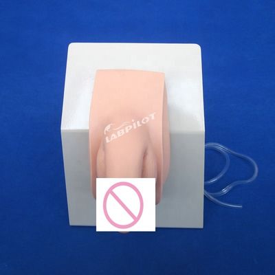 Maniquí humano realista Cateterismo masculino económico Simulador de enseñanza Modelo de capacitación de enfermería