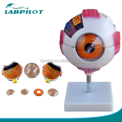 8 piezas Desmontable Ojo gigante Modelo anatómico Perfecto para estudios médicos y educación