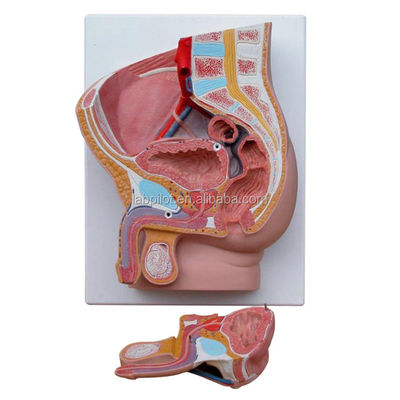 Ciencias médicas Pelvis masculino Modelo de 2 partes de órganos genitales desmontables con PVC avanzado