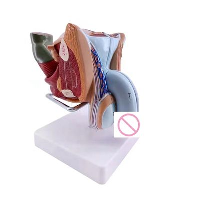 Simulación de órganos reproductivos humanos Modelo anatómico de órganos genitales masculinos para clínicas