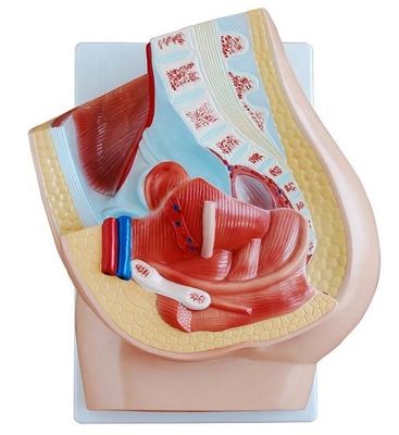 Modelo de pelvis femenino vivo para la enseñanza médica Categorías Modelos del sistema genital humano